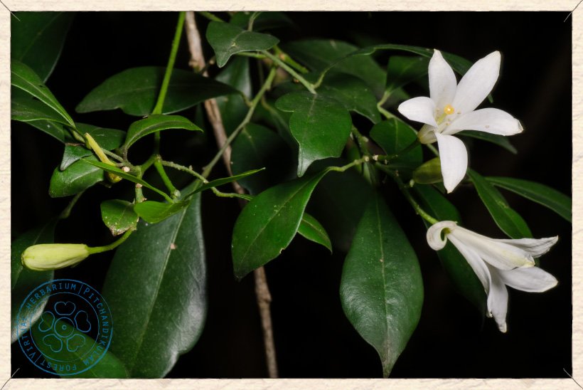 Murraya Paniculata Flowers And Buds