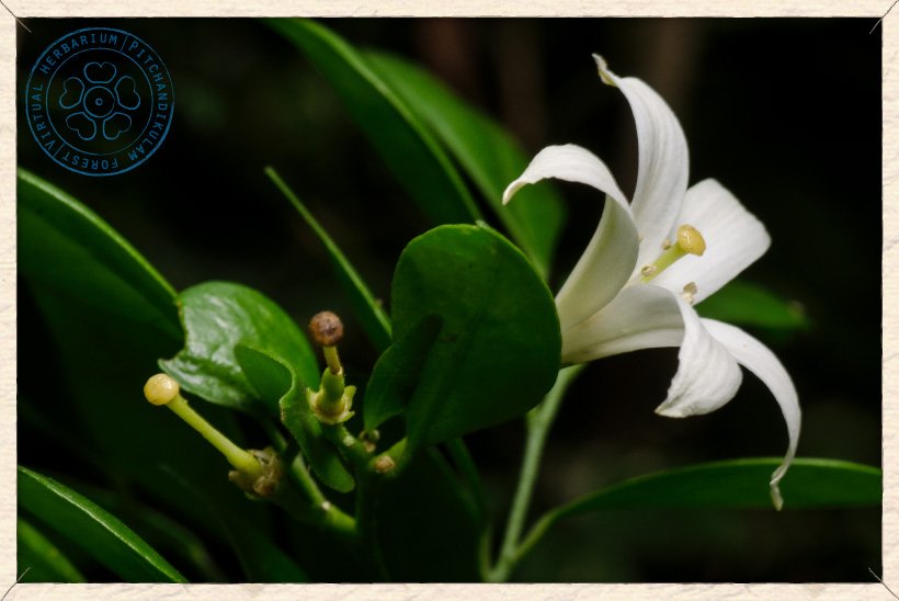 Murraya Paniculata Flower And Pistils After Pollination