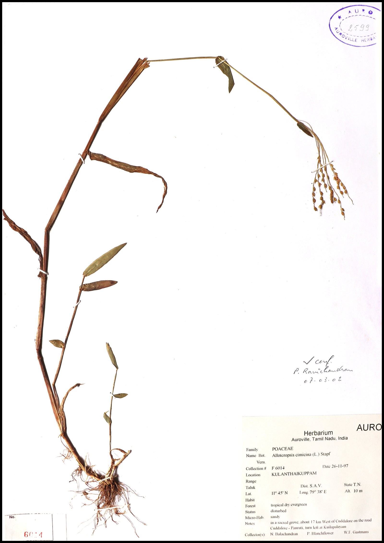 Dry herbarium images