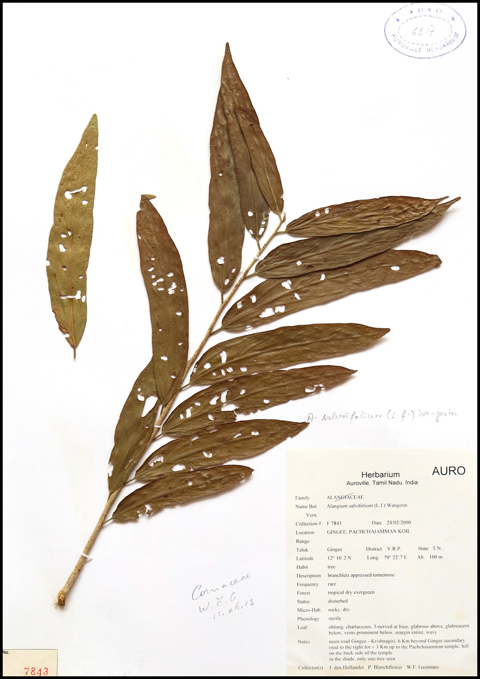 Dry herbarium images