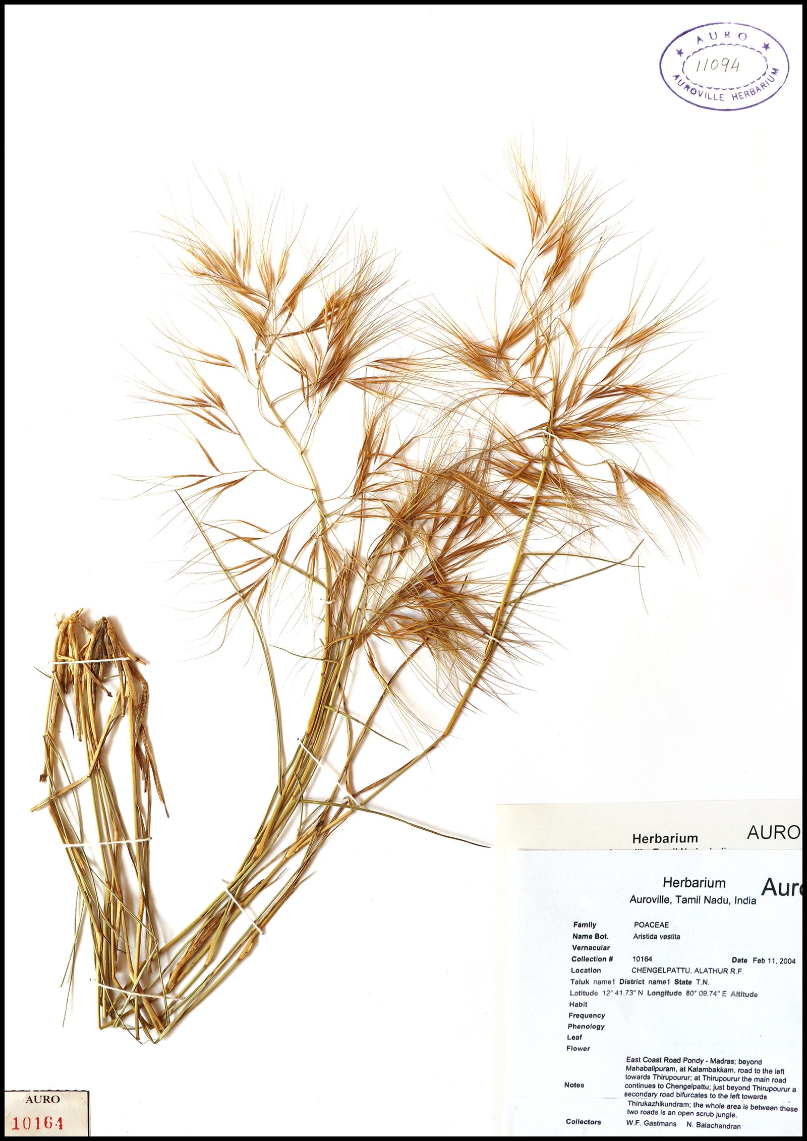 Dry herbarium images