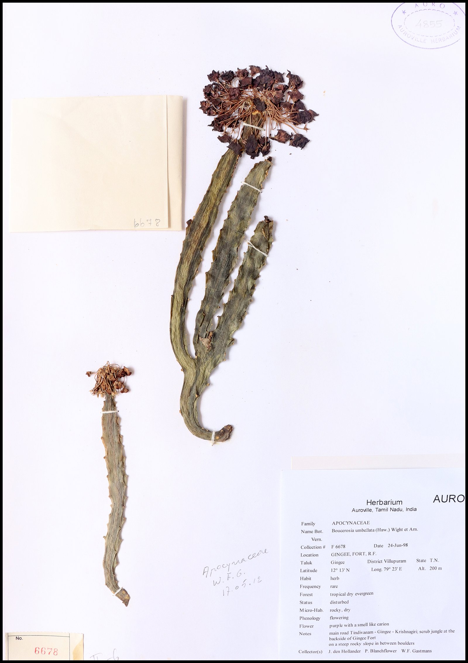 Dry herbarium images