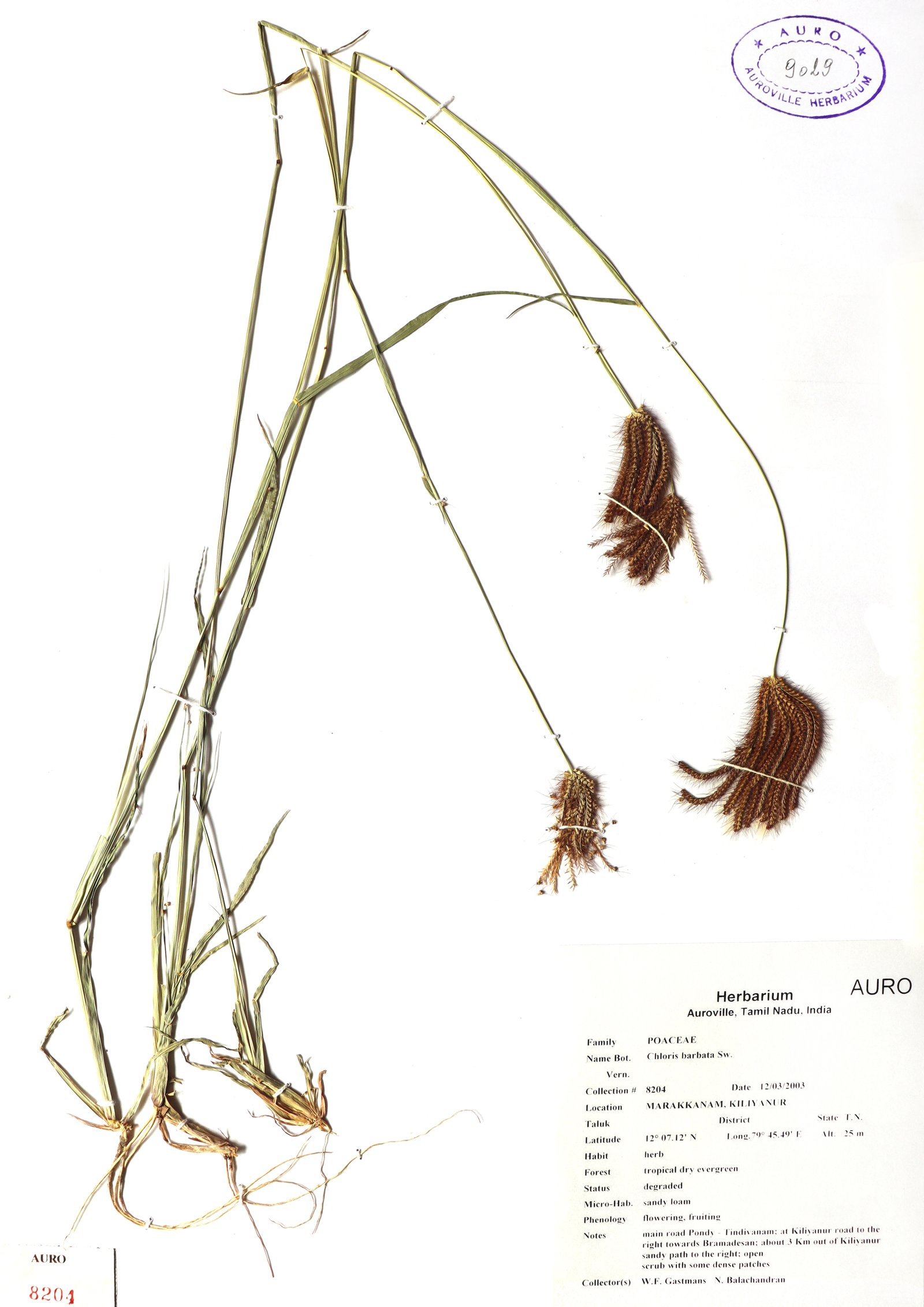 Dry herbarium images