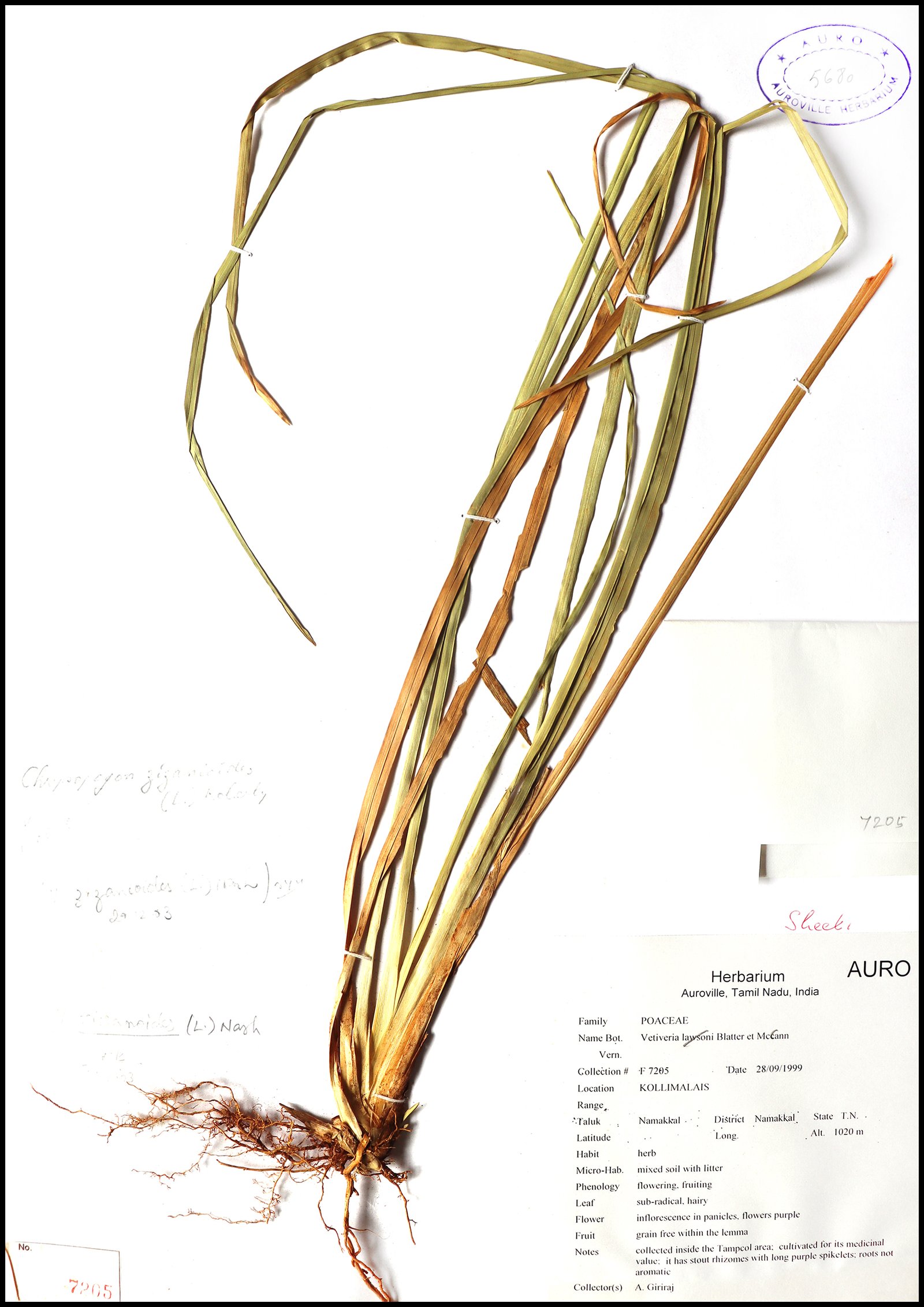 Dry herbarium images