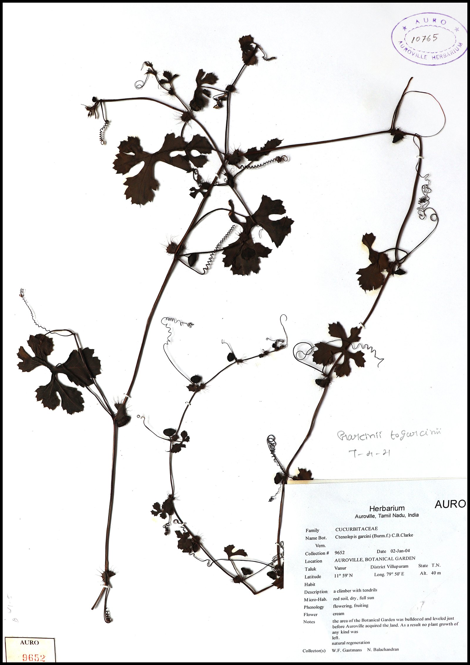 Dry herbarium images