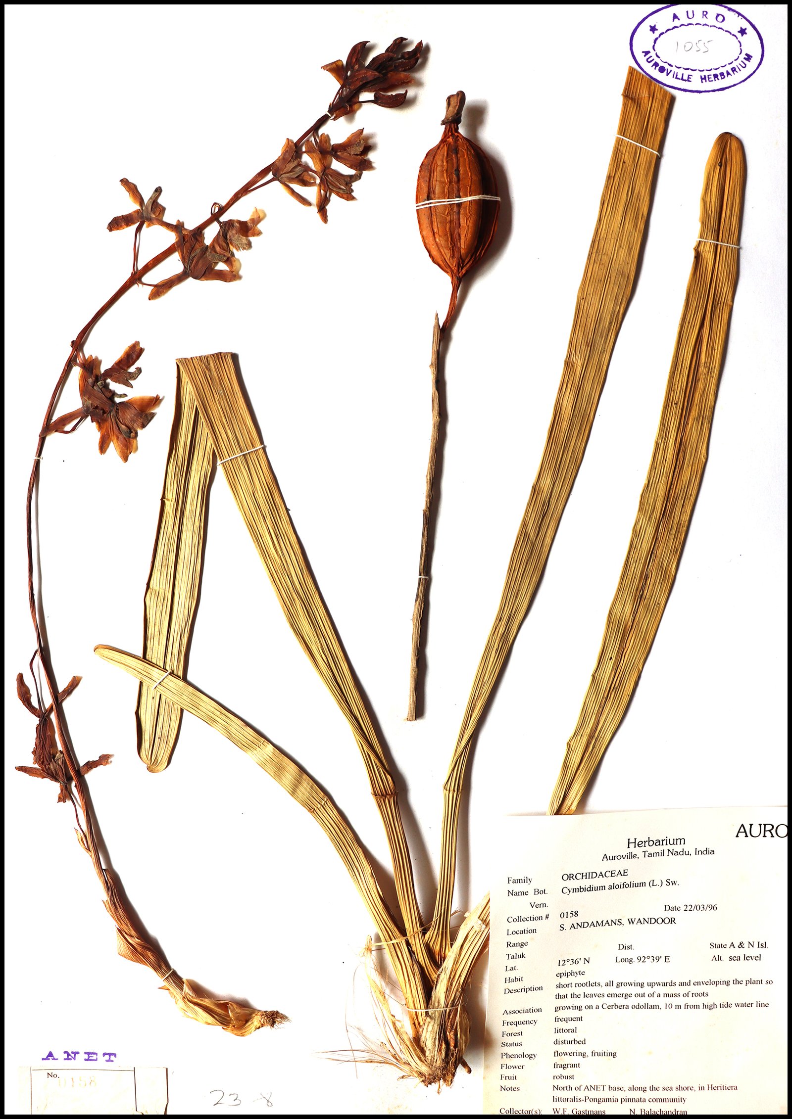 Dry herbarium images