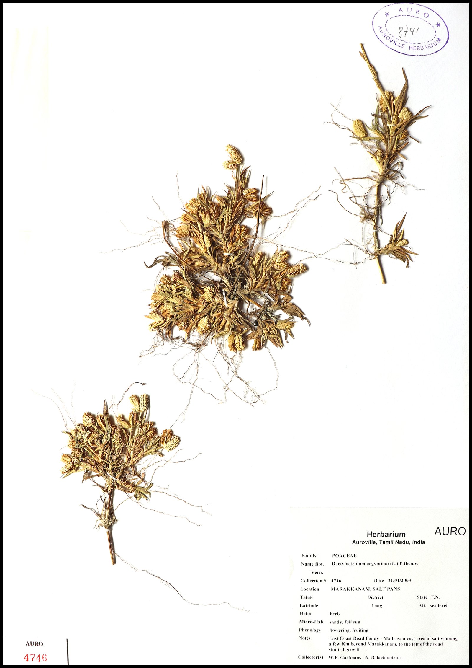 Dry herbarium images