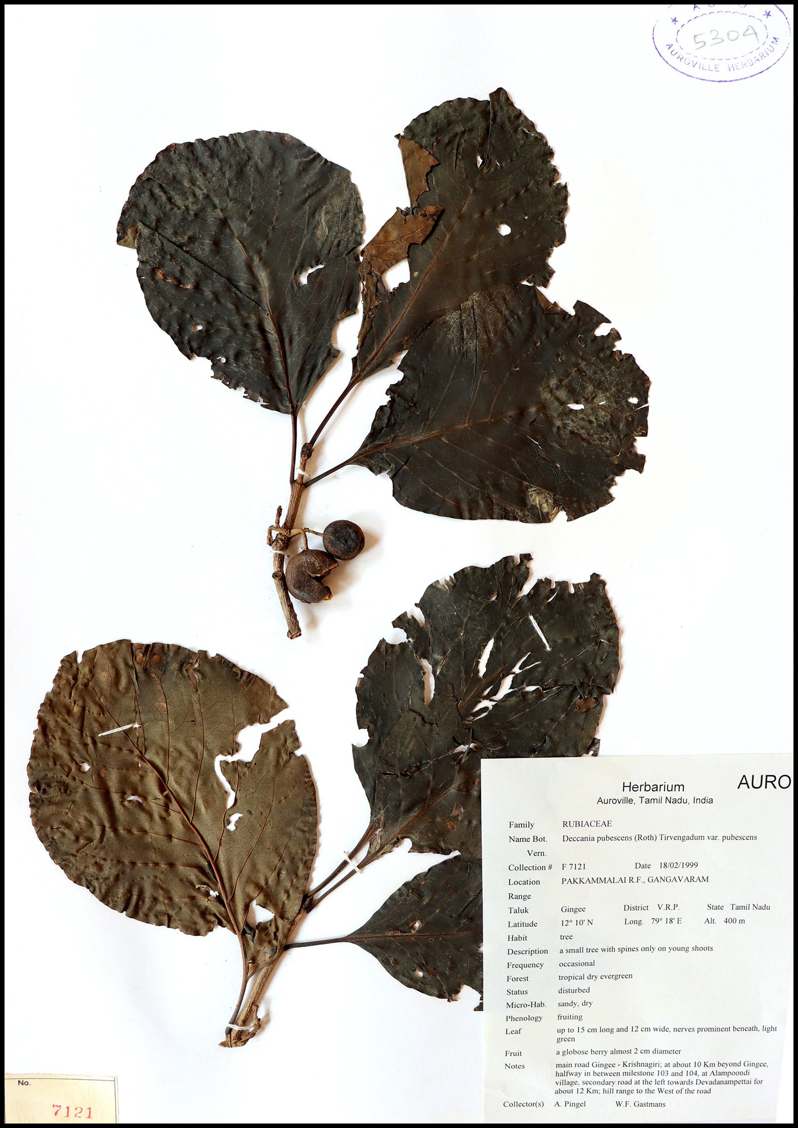 Dry herbarium images