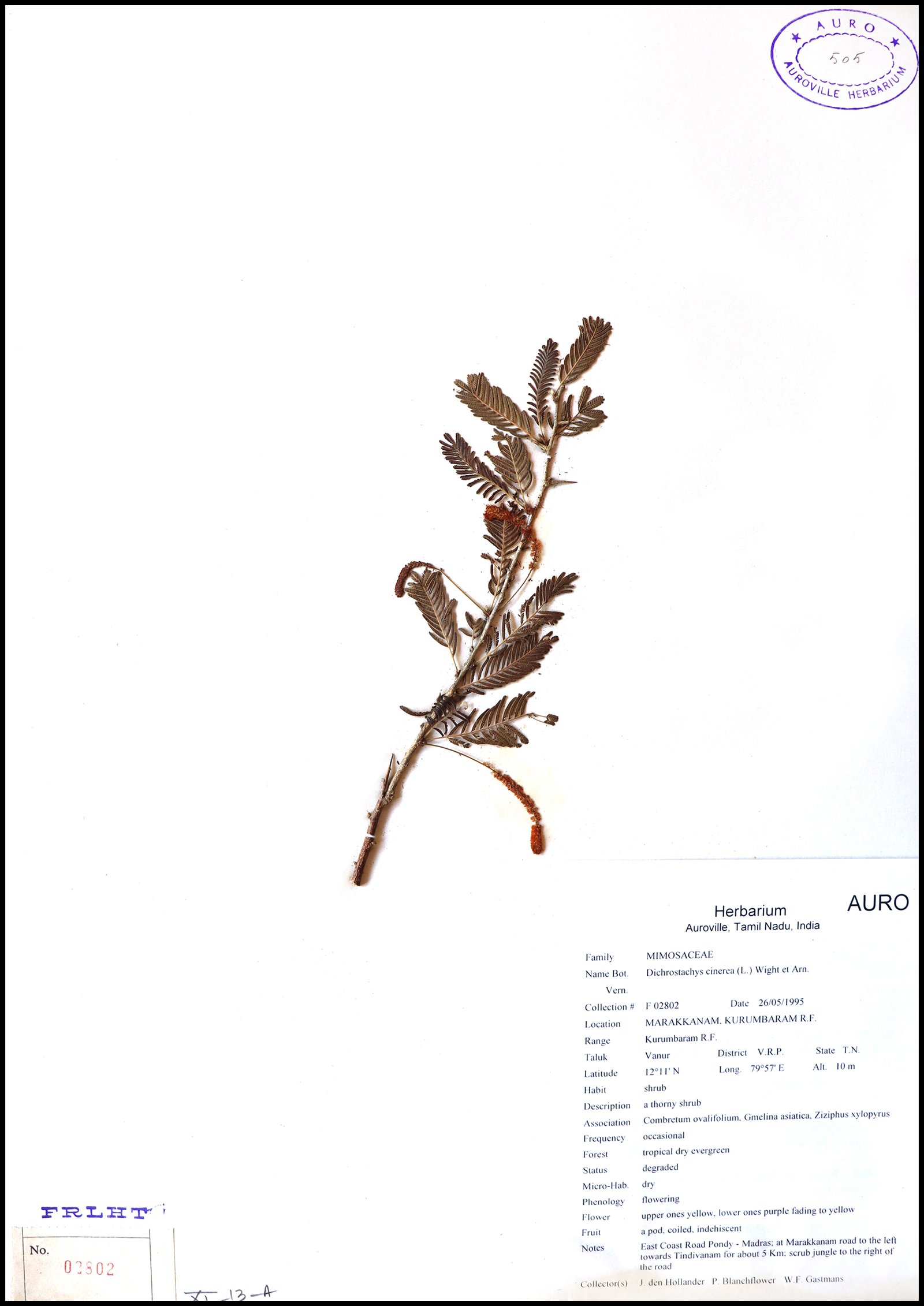 Dry herbarium images