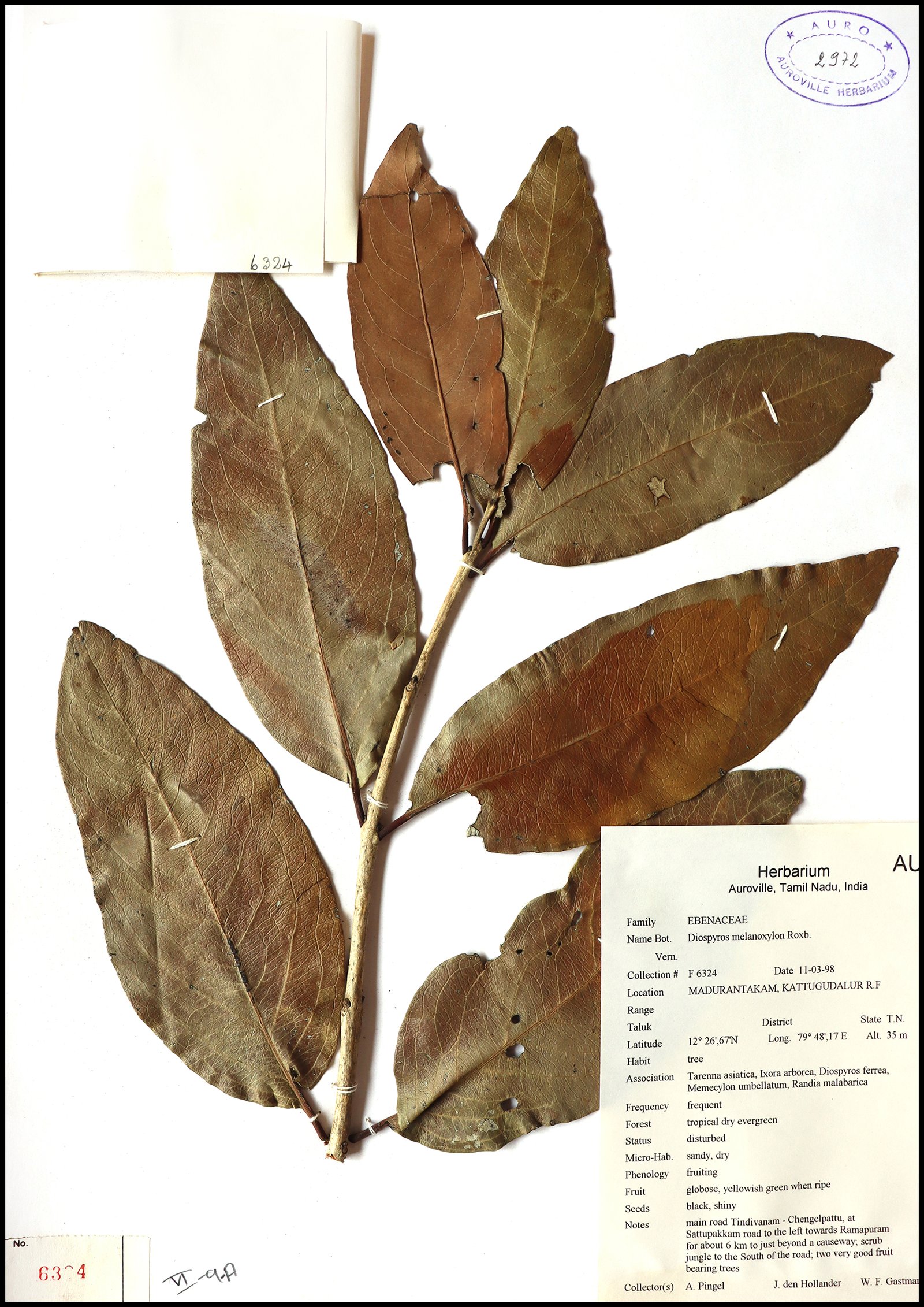 Dry herbarium images