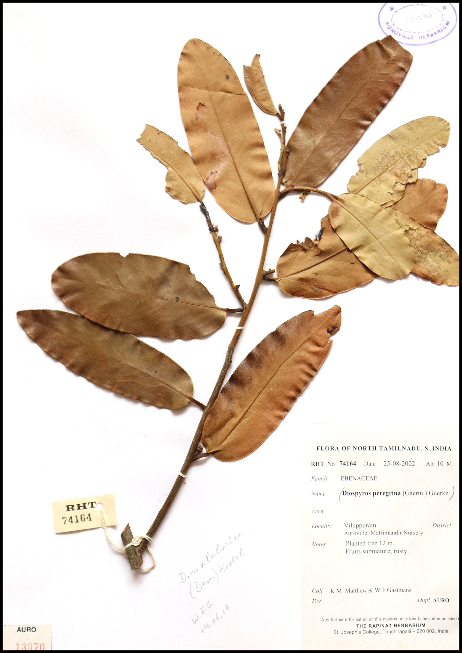 Dry herbarium images