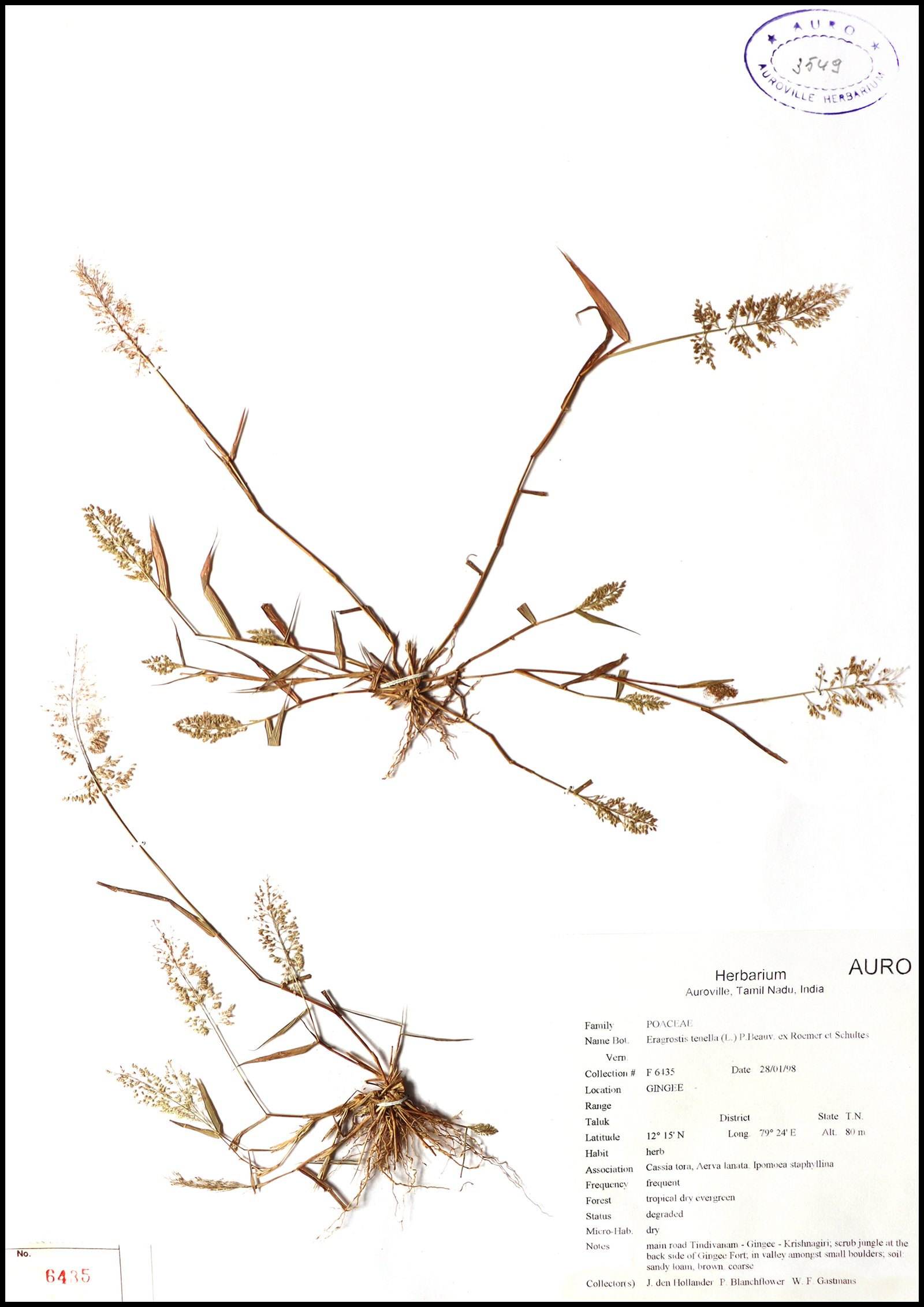 Dry herbarium images