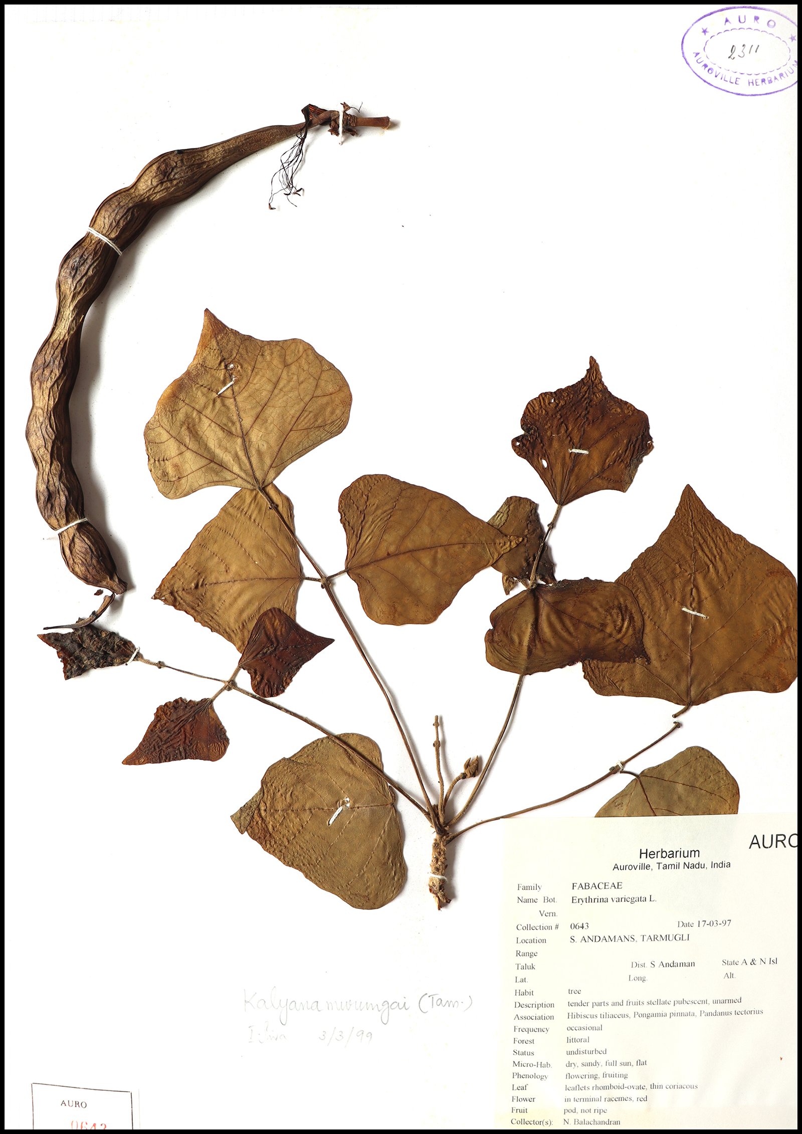 Dry herbarium images