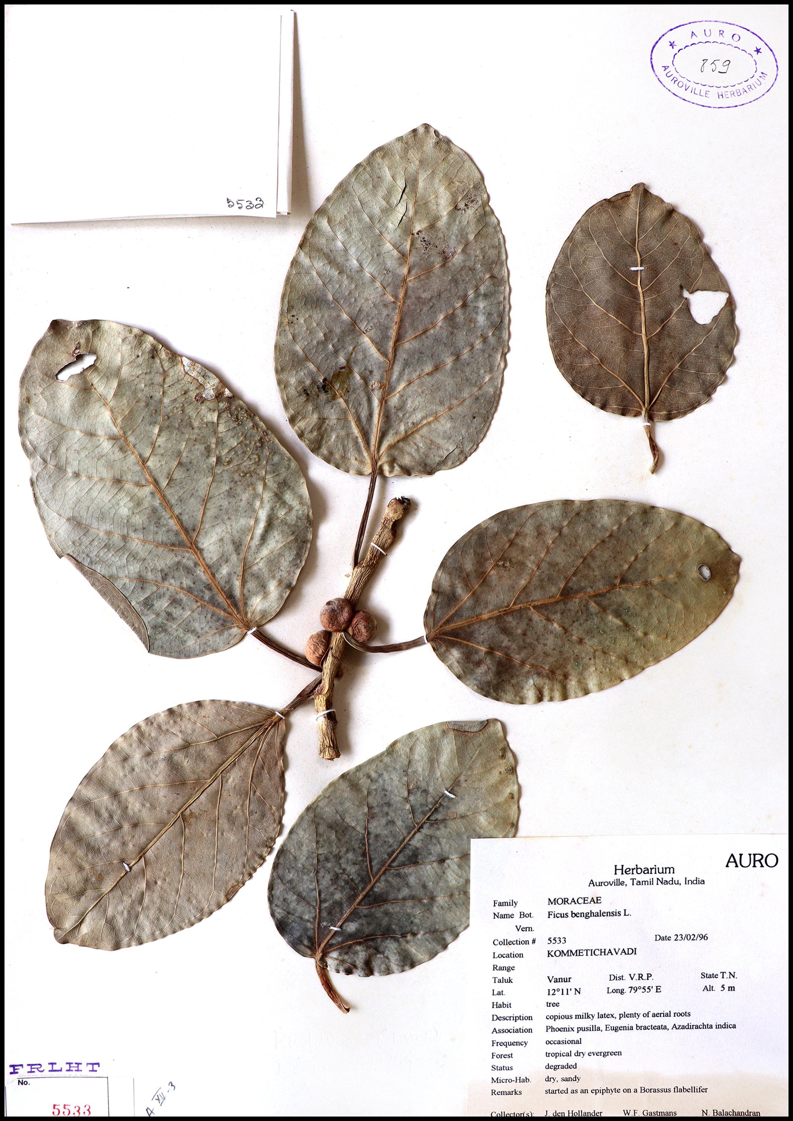 Dry herbarium images