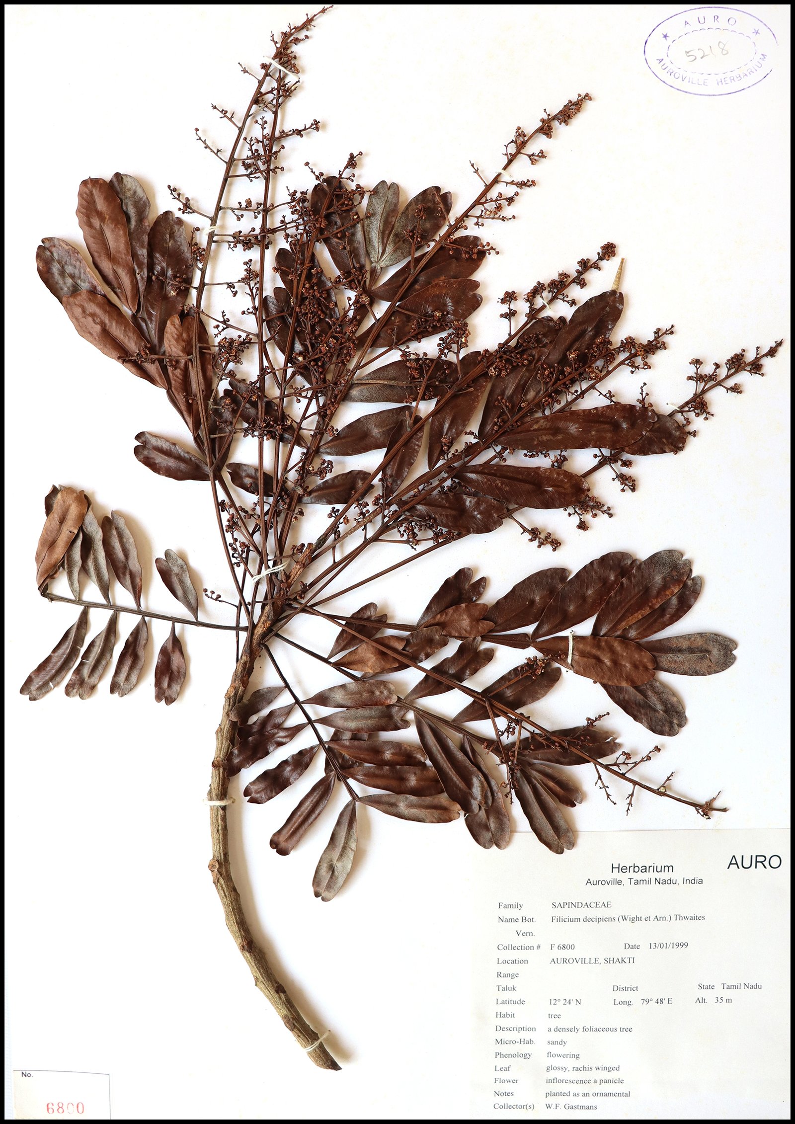 Dry herbarium images