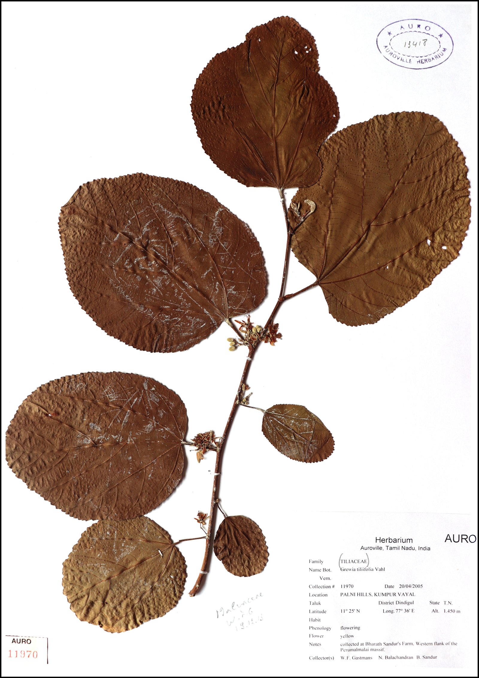 Dry herbarium images