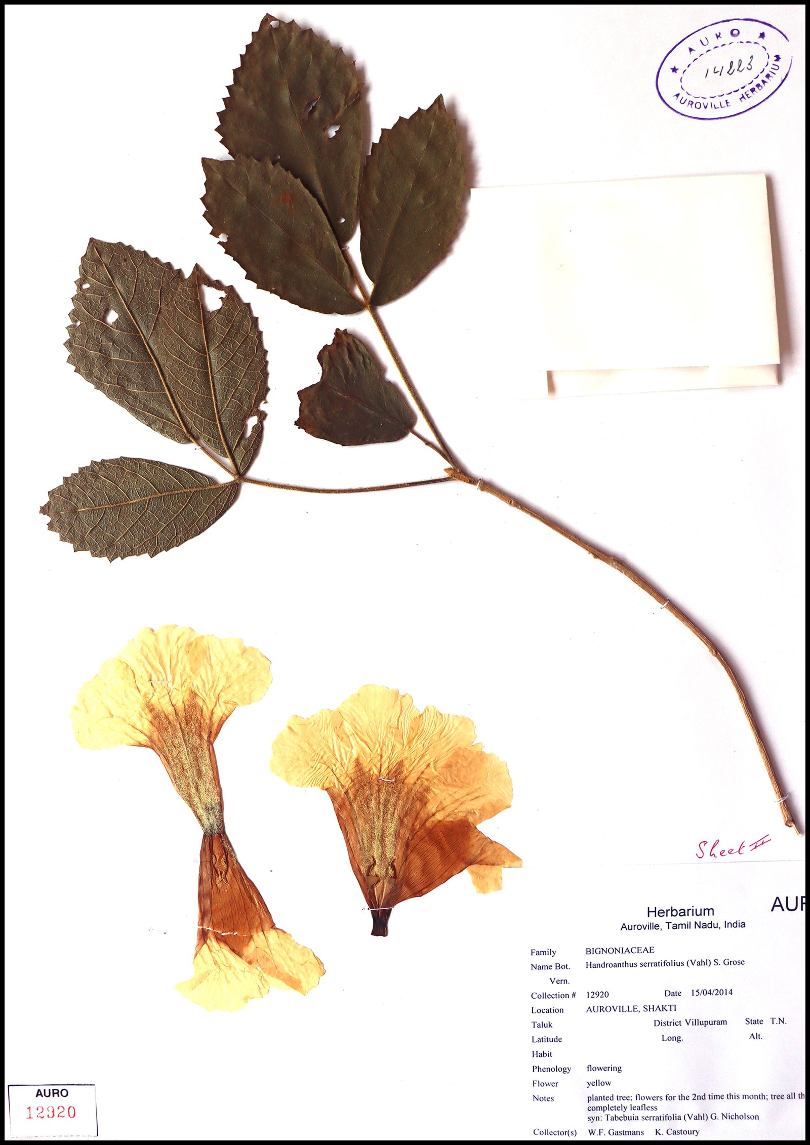 Dry herbarium images