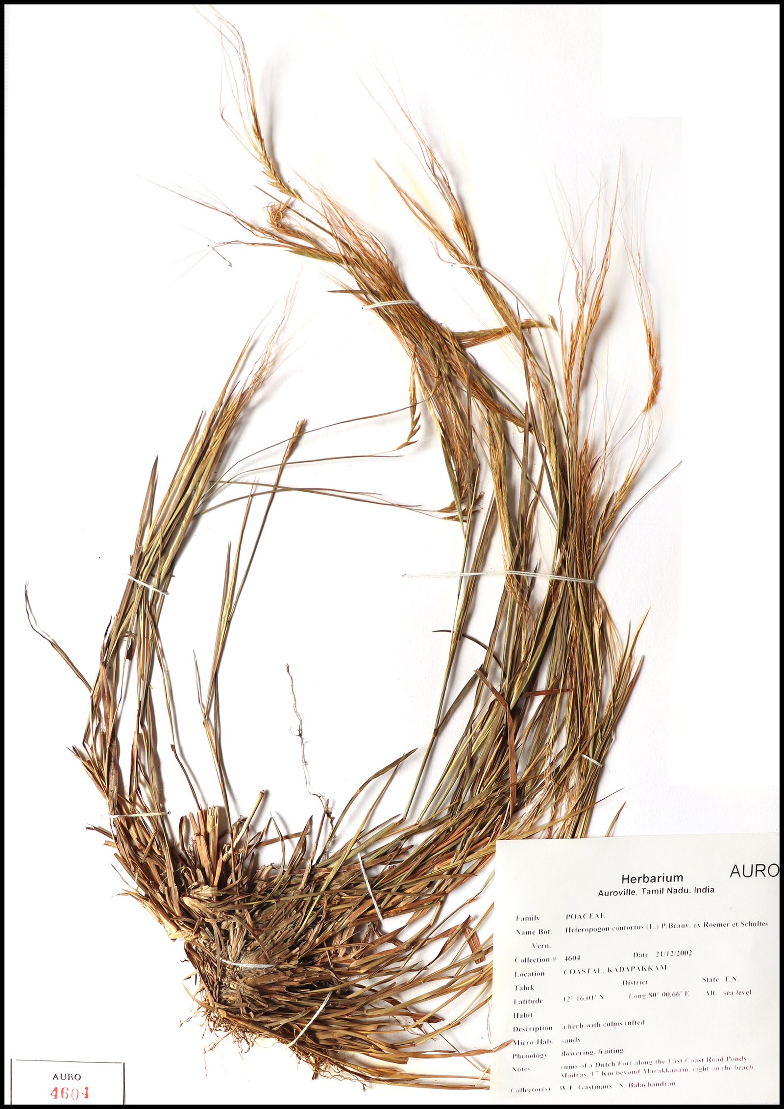 Dry herbarium images