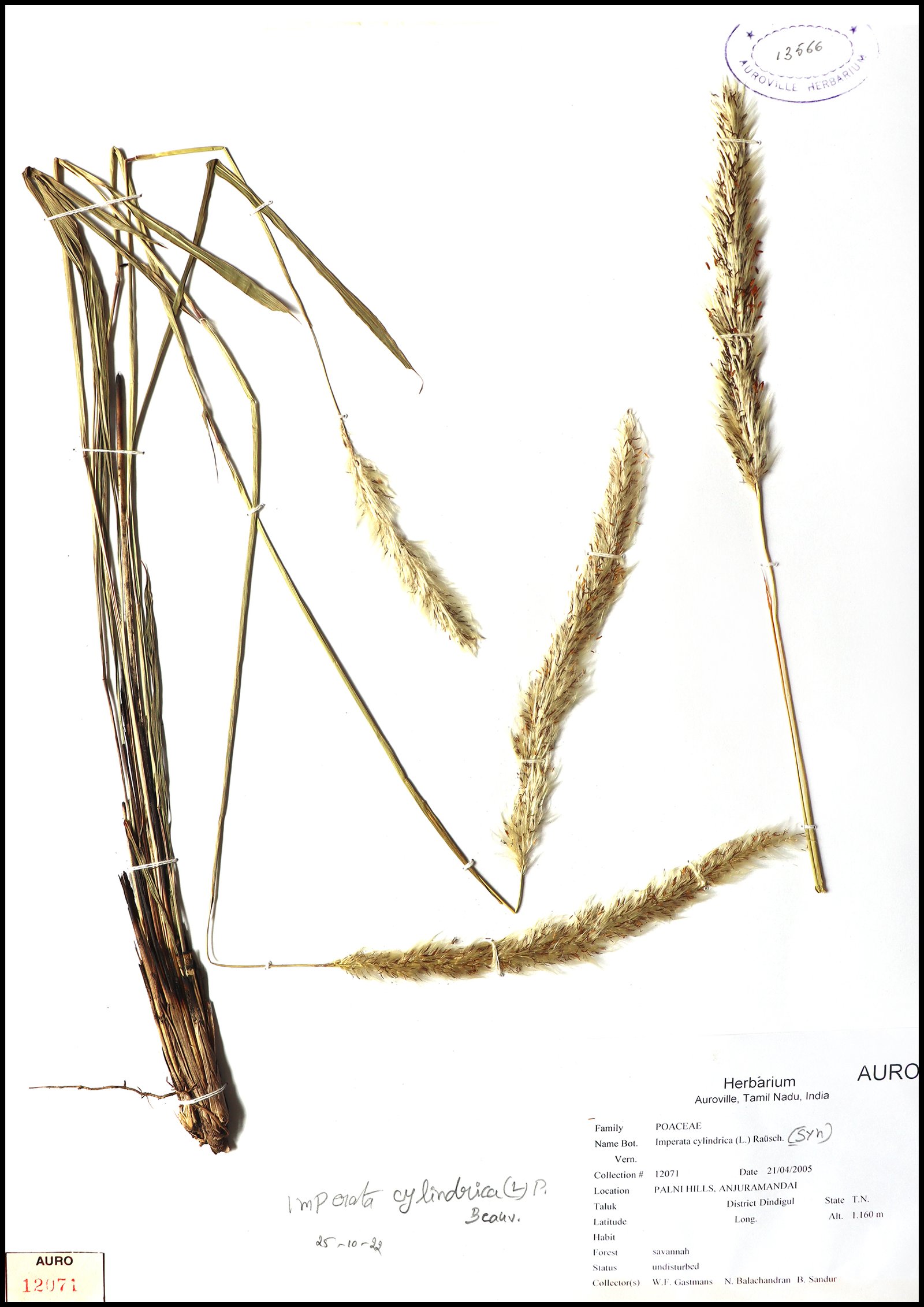 Dry herbarium images