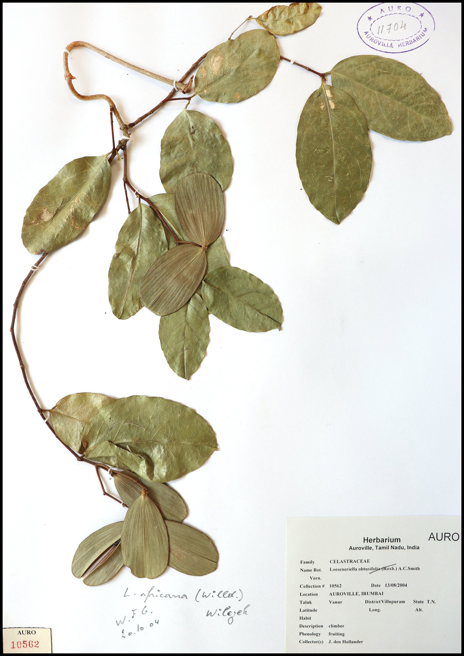 Dry herbarium images