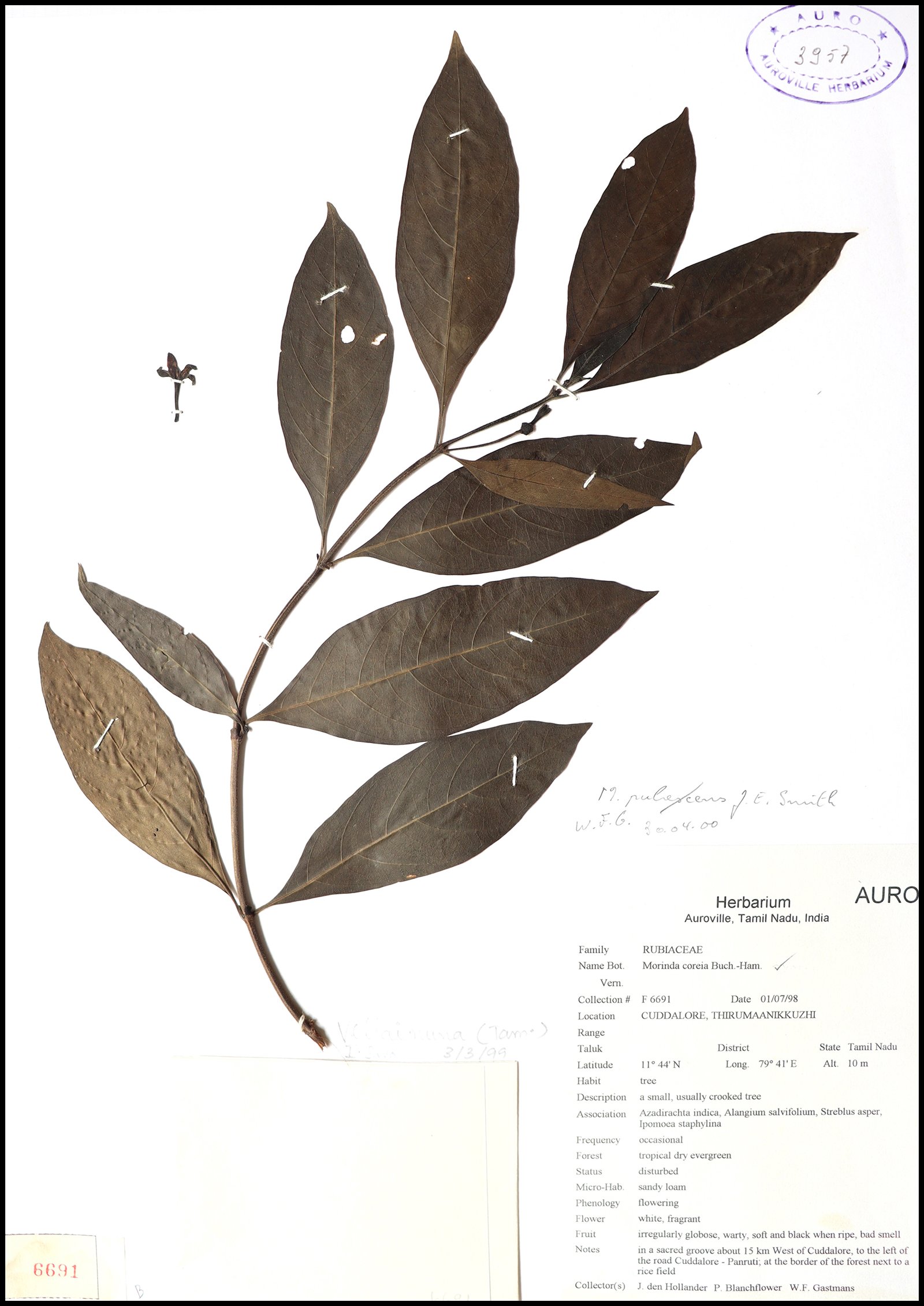 Dry herbarium images