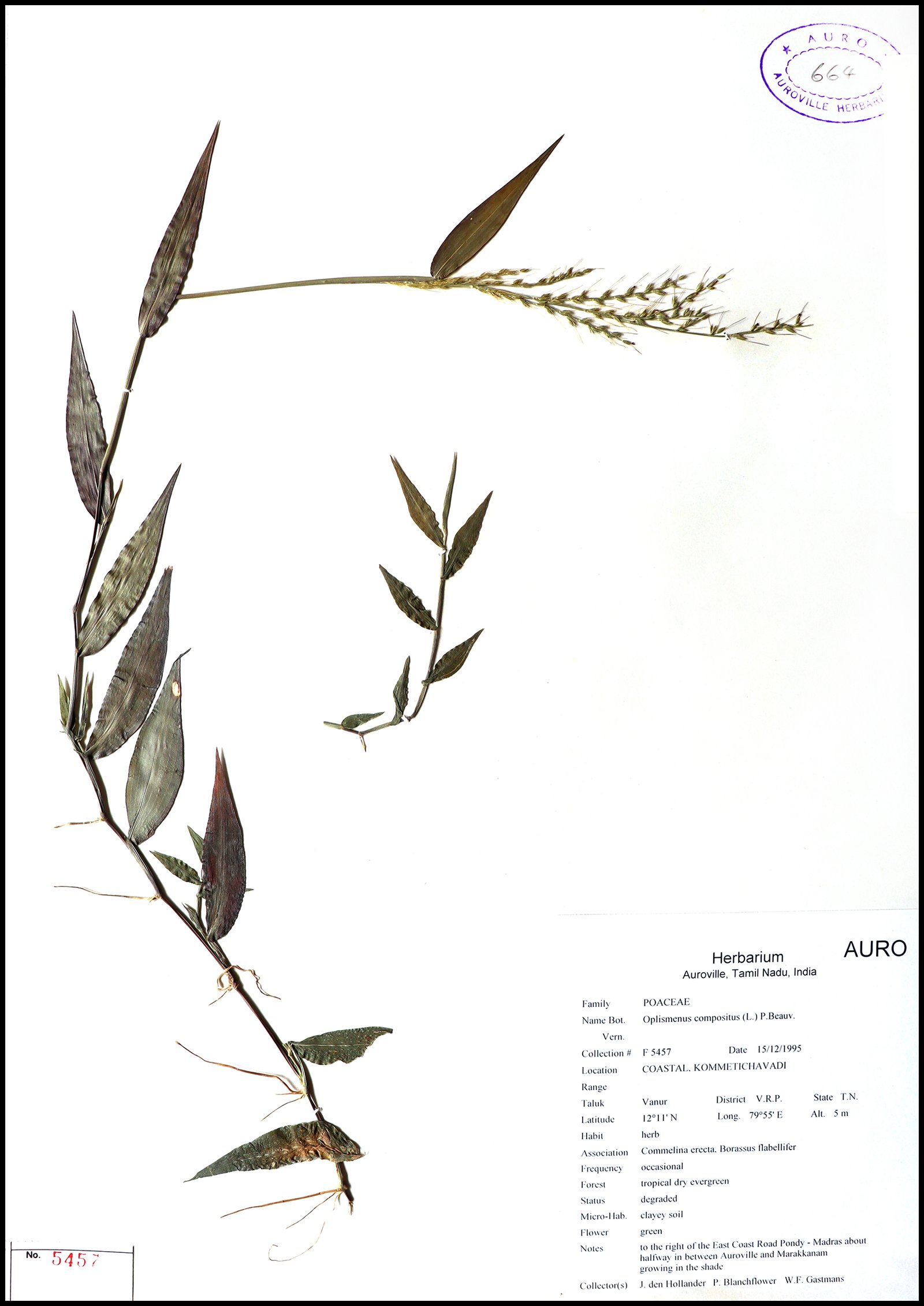 Dry herbarium images