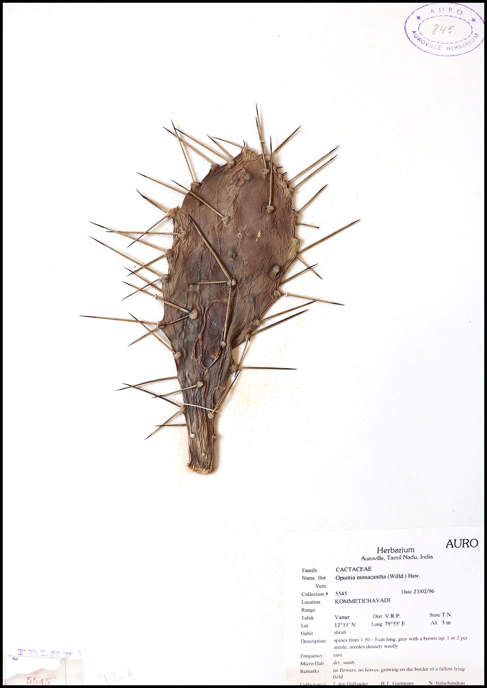 Dry herbarium images