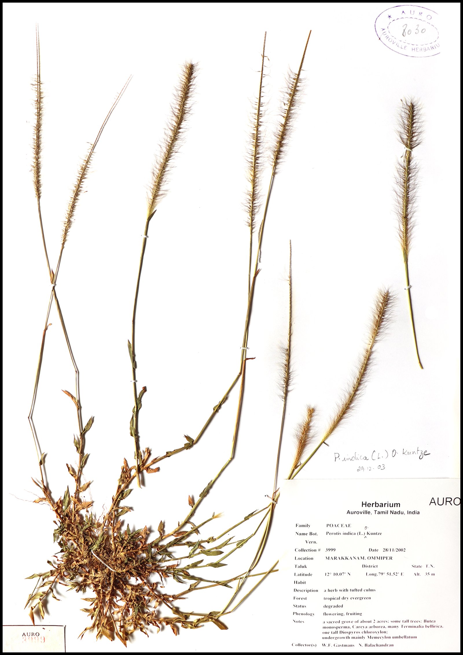 Dry herbarium images