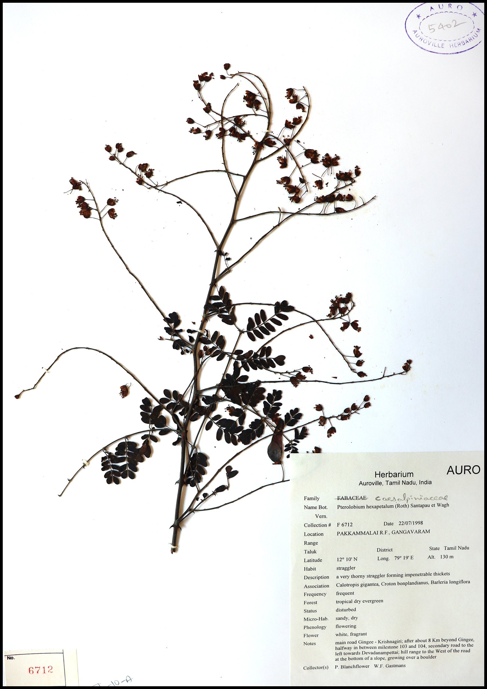 Dry herbarium images