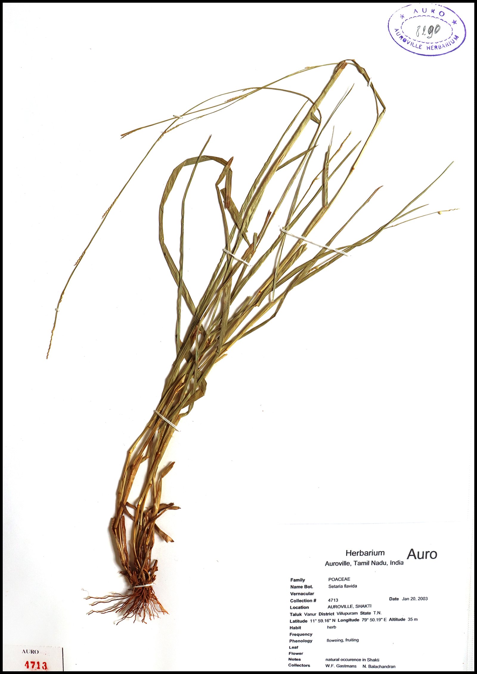 Dry herbarium images