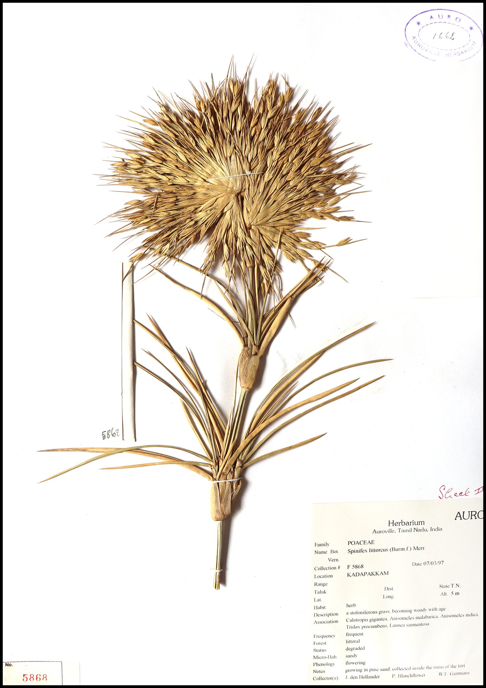 Dry herbarium images