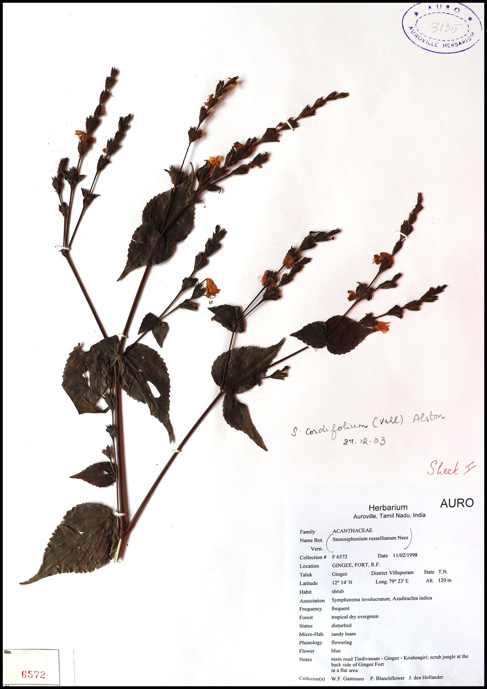 Dry herbarium images