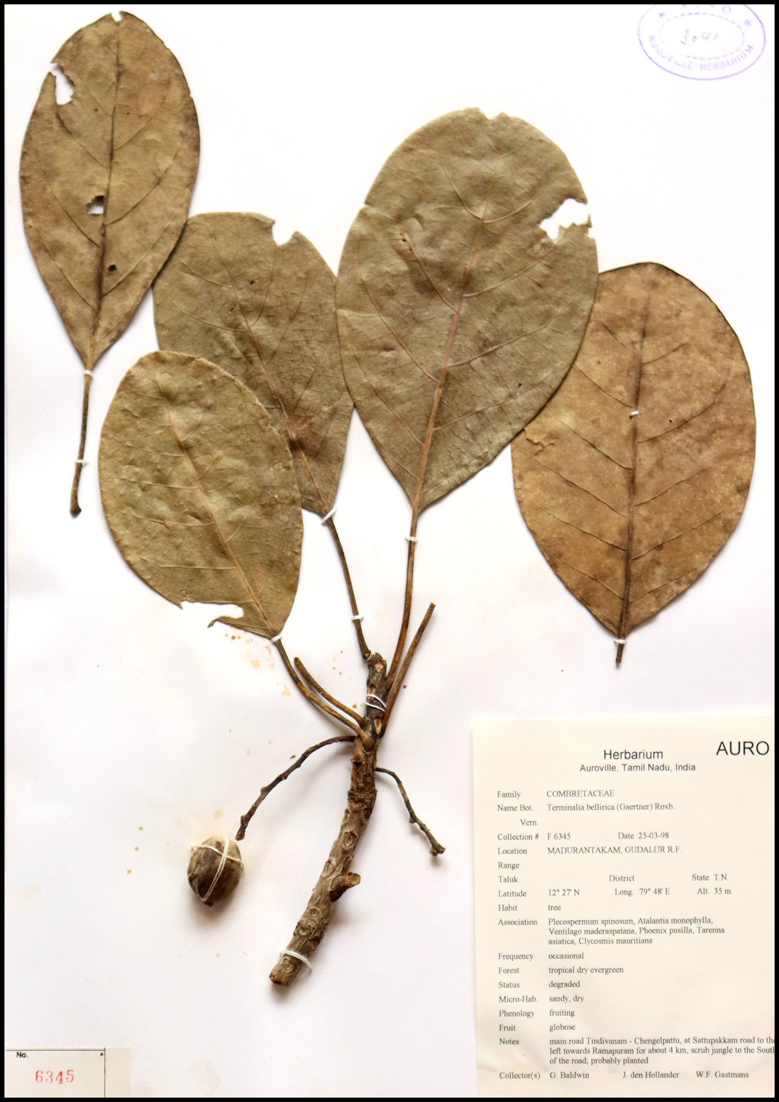 Dry herbarium images