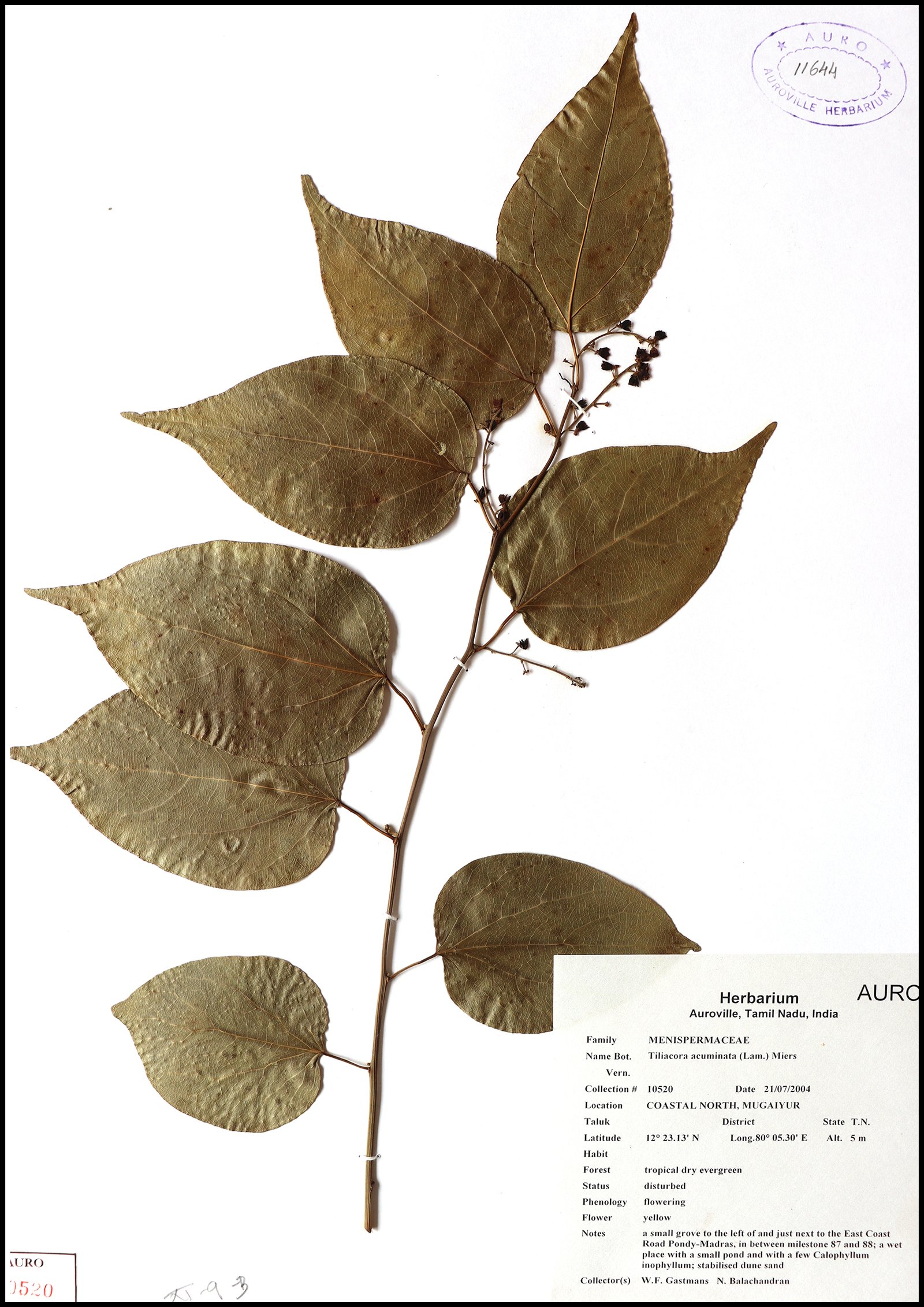 Dry herbarium images