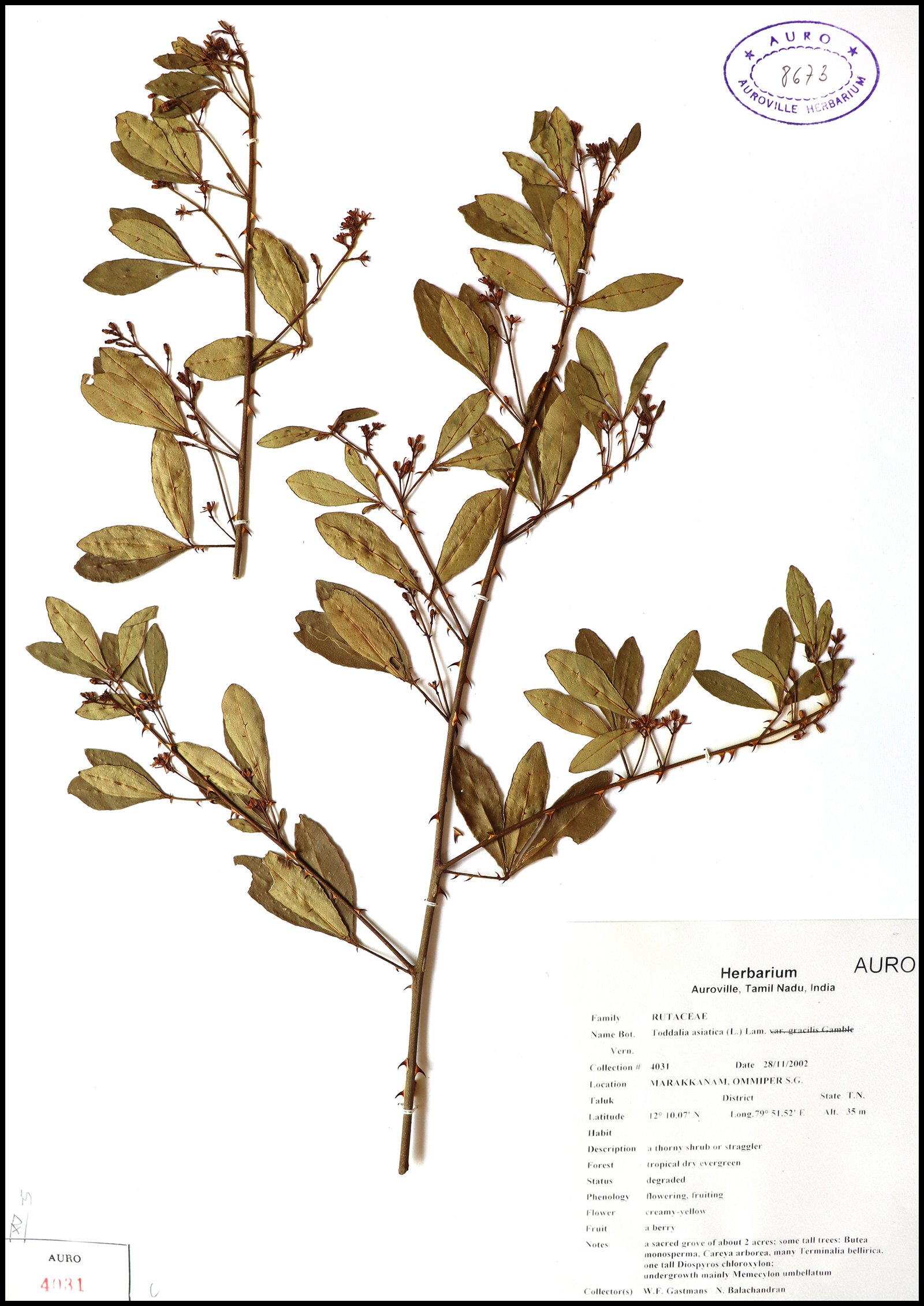 Dry herbarium images