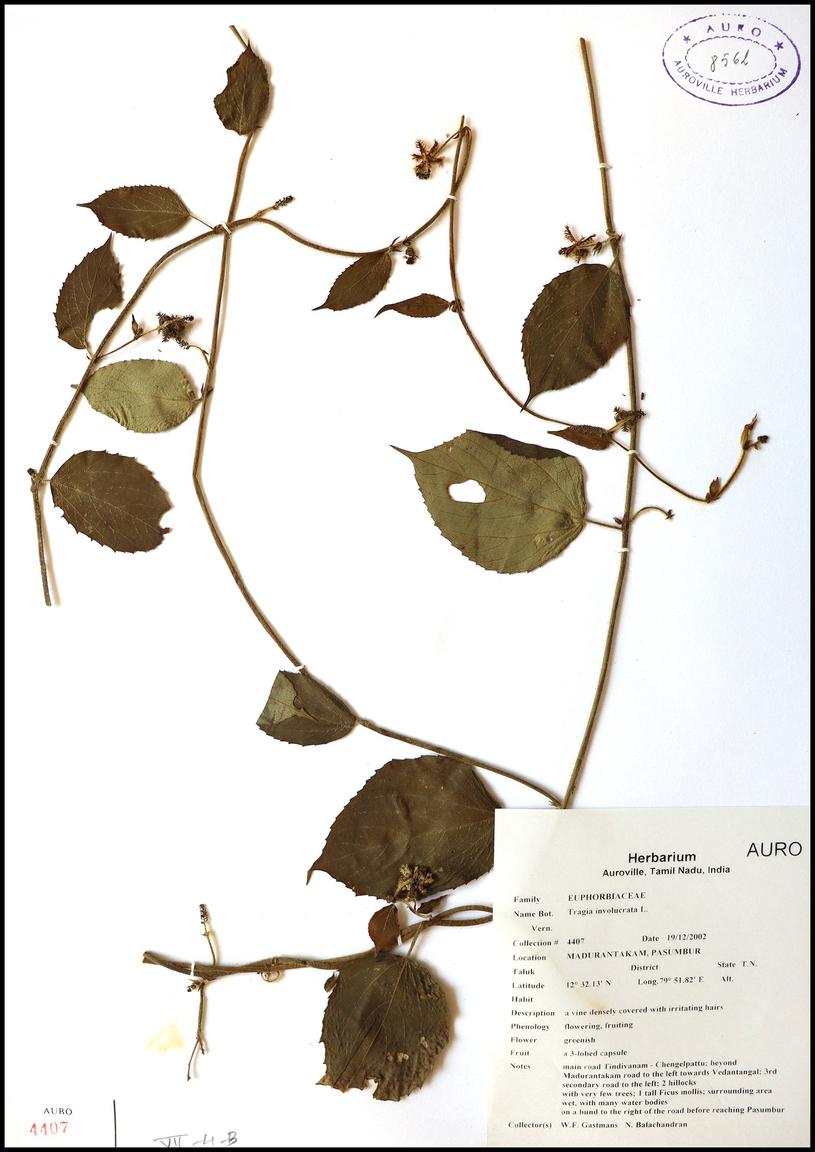 Dry herbarium images