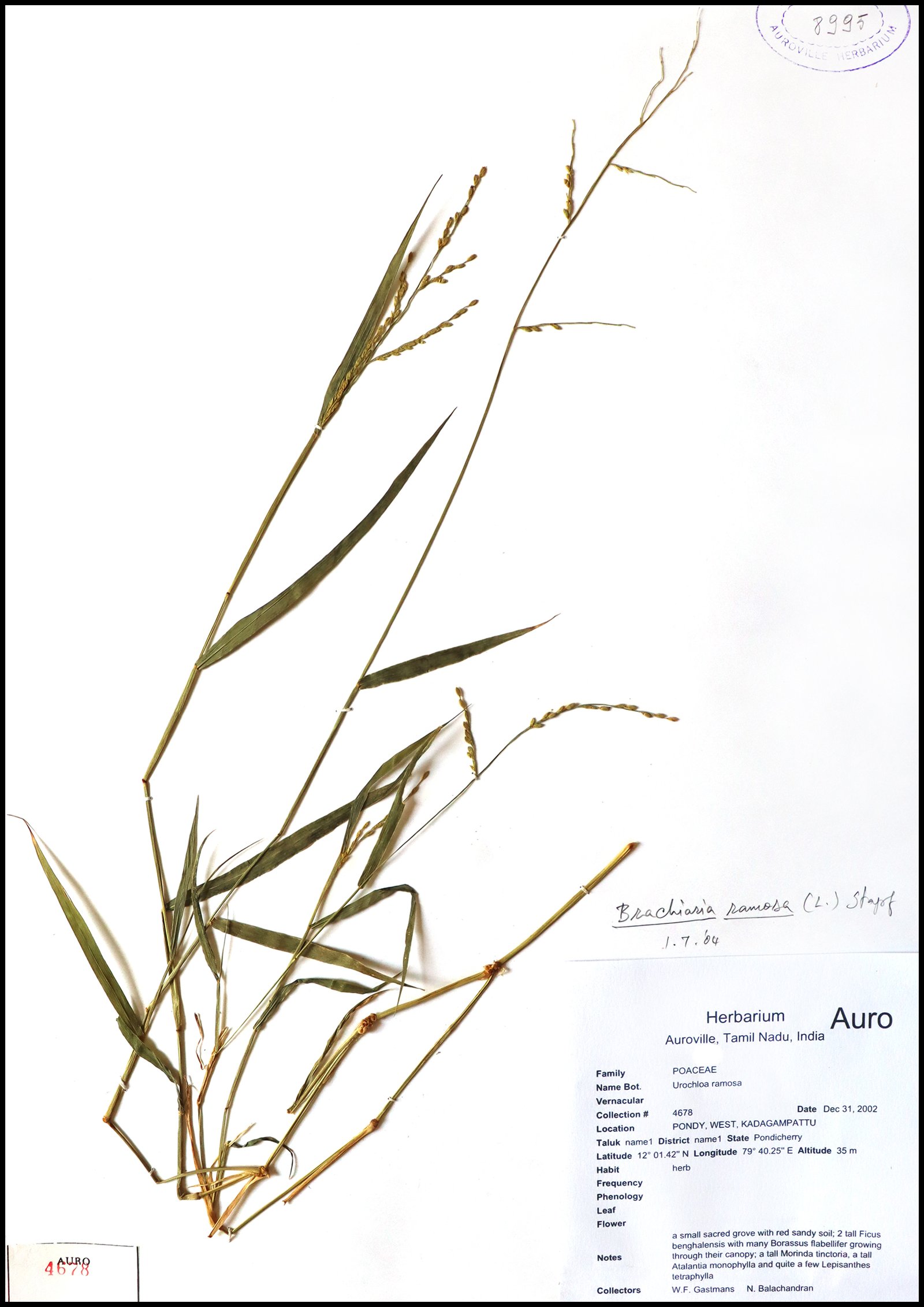 Dry herbarium images