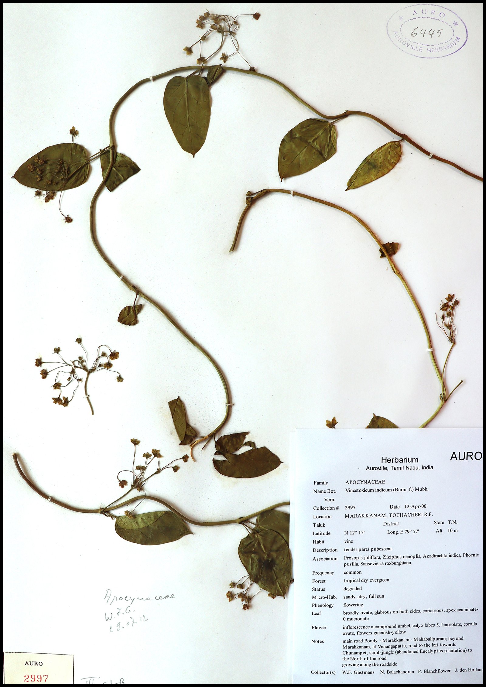 Dry herbarium images