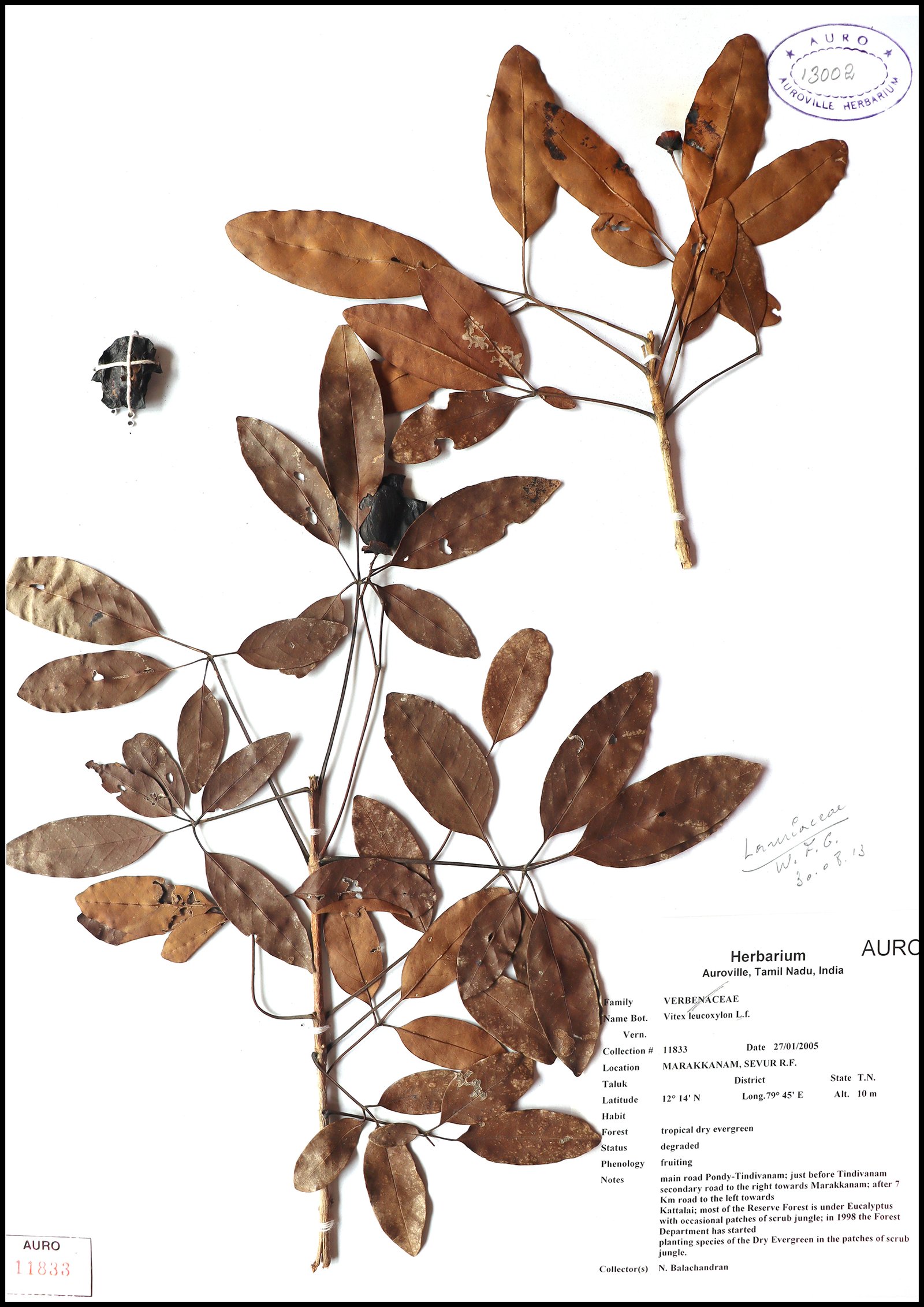 Dry herbarium images