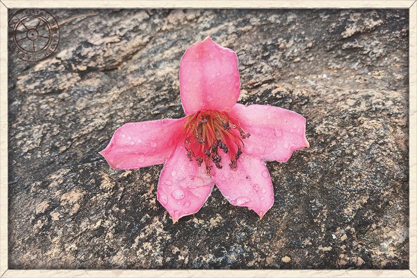 Bombax ceiba withered flower found on the ground