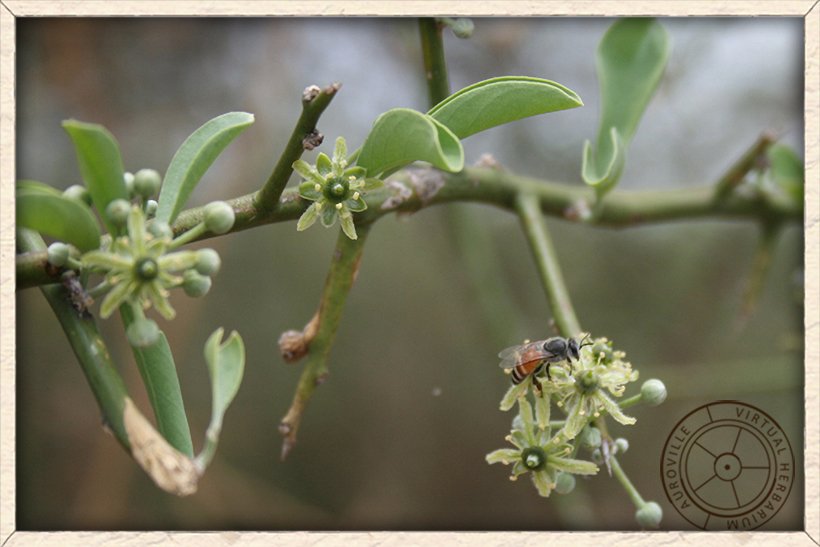 Balanites roxburghii green flowers in cyme