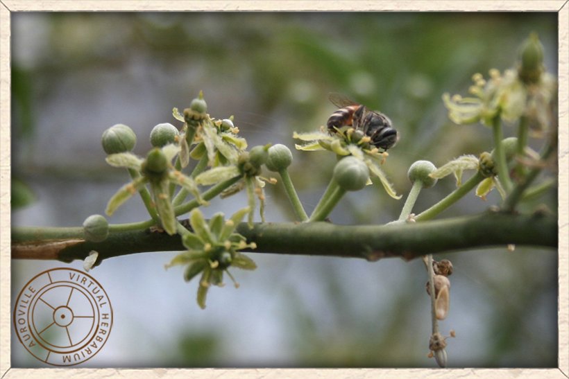 Balanites roxburghii green flowers and pubescent buds