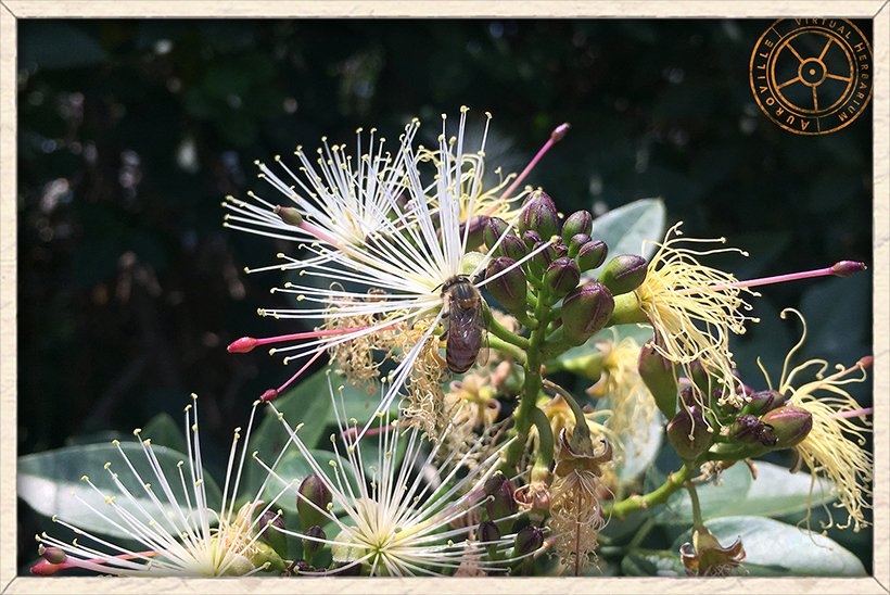 Maerua apetala flowers with prominent purple gynophore and ovary contrasting with white stamens