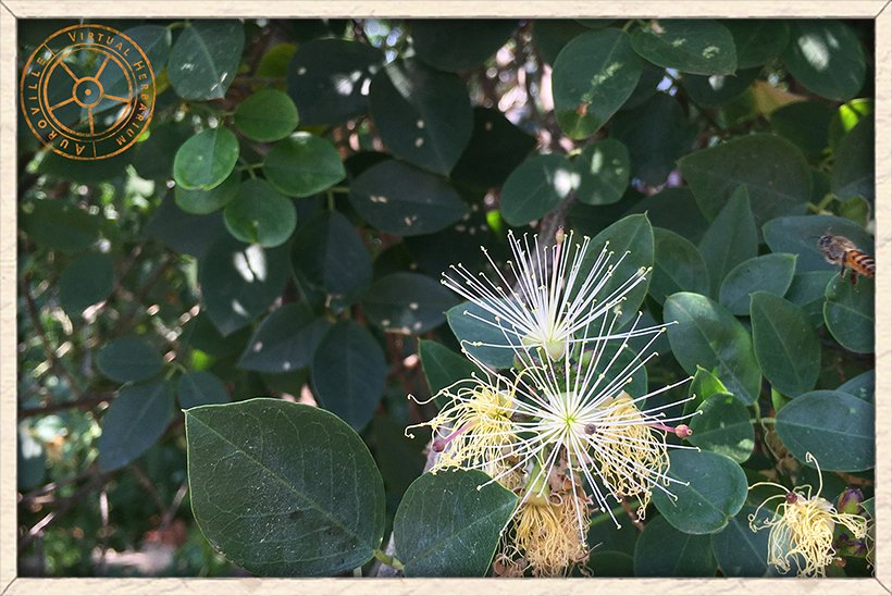 Maerua apetala flowers