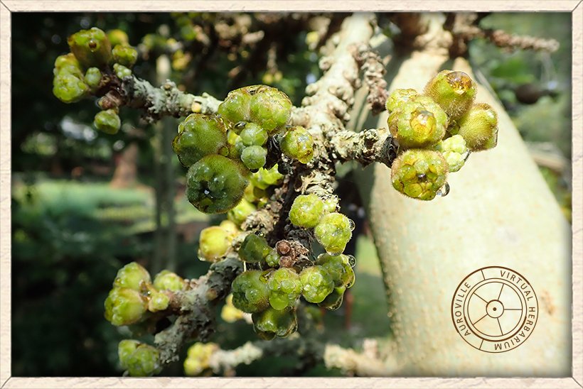 Ficus hispida clusters of hairy figs (the flowers are contained inside the fig)