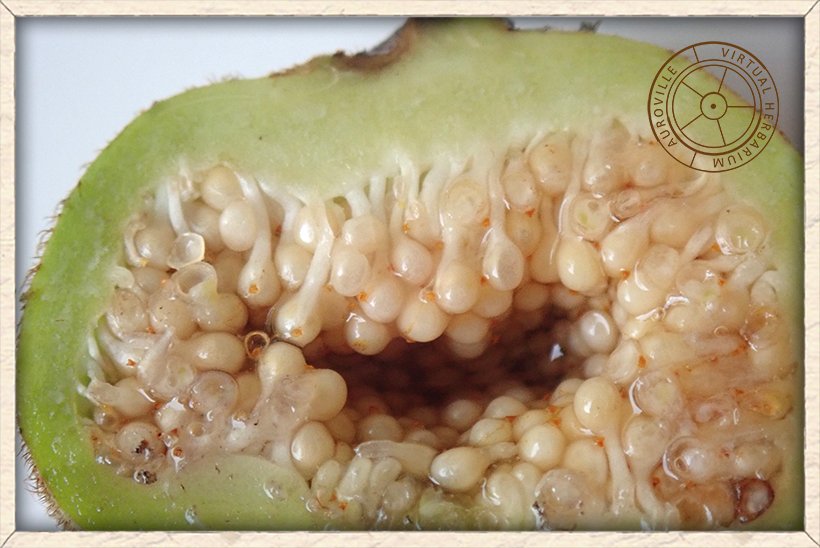 Ficus hispida hairy fig dissected in half to show the flowers