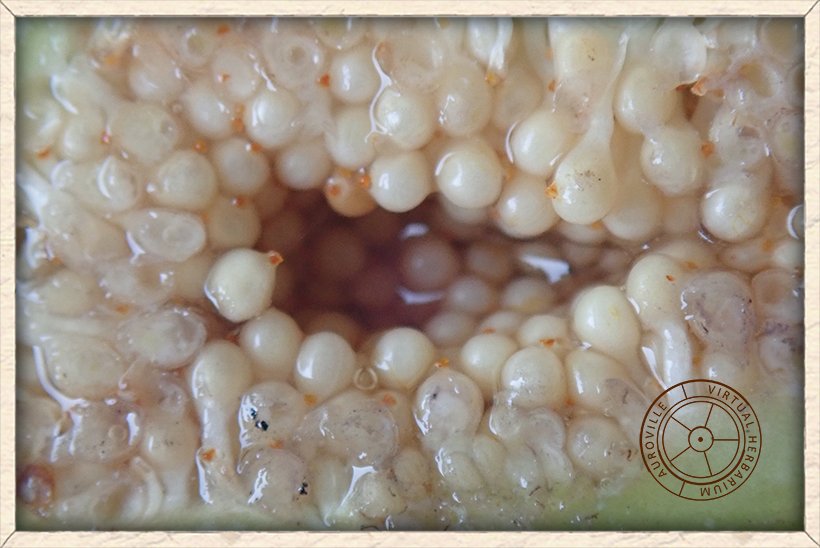 Ficus hispida flowers inside the fig