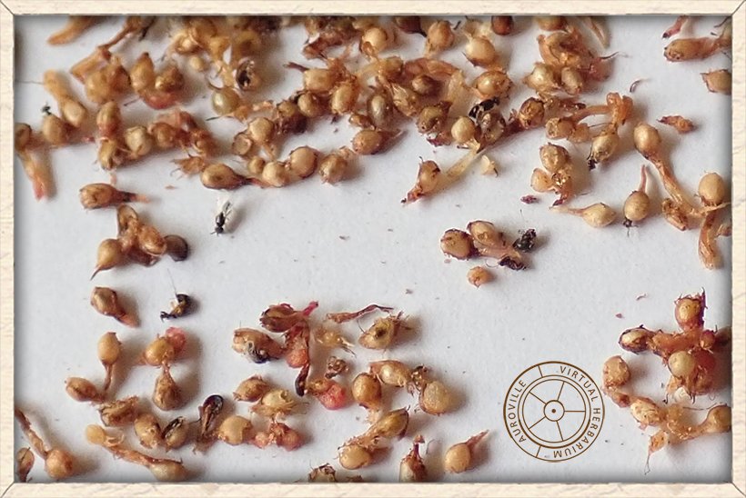 Ficus racemosa pollinator wasps