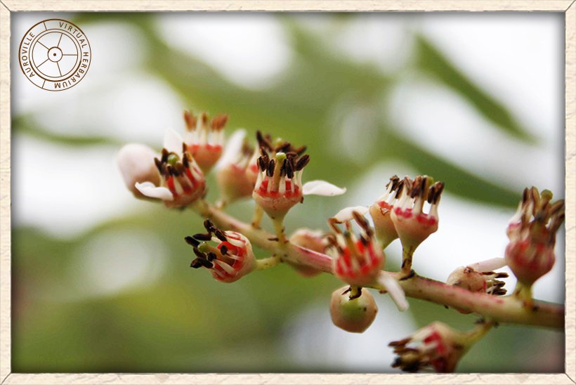 Boswellia serrata flowers after petals fall