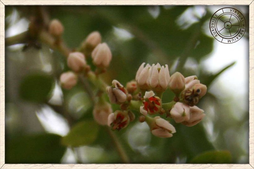 Boswellia serrata discrete flowers